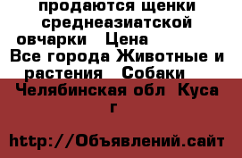 продаются щенки среднеазиатской овчарки › Цена ­ 30 000 - Все города Животные и растения » Собаки   . Челябинская обл.,Куса г.